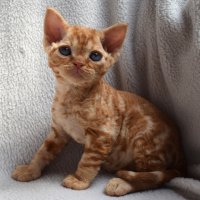 Red Hot Chili - Devon Rex kenel