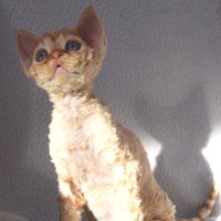 Red Hot Chili - Devon Rex kenel