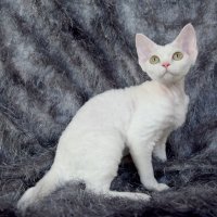 Red Hot Chili - Devon Rex kenel