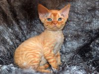 Red Hot Chili - Devon Rex kenel