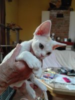 Red Hot Chili - Devon Rex kenel