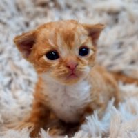 Red Hot Chili - Devon Rex kenel