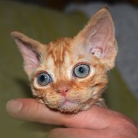 Red Hot Chili - Devon Rex kenel