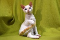 Red Hot Chili - Devon Rex kenel