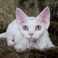 Red Hot Chili - Devon Rex kenel