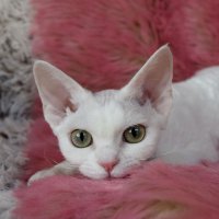 Red Hot Chili - Devon Rex kenel