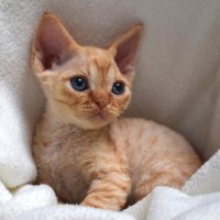 Red Hot Chili - Devon Rex kenel