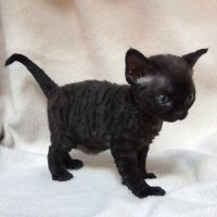 Red Hot Chili - Devon Rex kenel