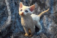 Red Hot Chili - Devon Rex kenel