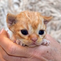 Red Hot Chili - Devon Rex kenel