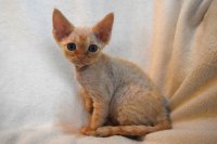 Red Hot Chili - Devon Rex kenel