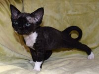 Red Hot Chili - Devon Rex kenel