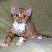 Red Hot Chili - Devon Rex kenel