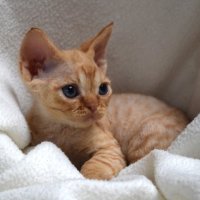 Red Hot Chili - Devon Rex kenel