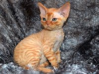 Red Hot Chili - Devon Rex kenel