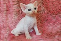 Red Hot Chili - Devon Rex kenel