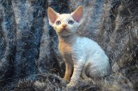 Red Hot Chili - Devon Rex kenel