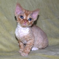 Red Hot Chili - Devon Rex kenel