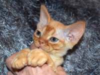 Red Hot Chili - Devon Rex kenel