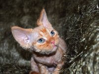 Red Hot Chili - Devon Rex kenel