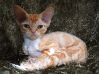 Red Hot Chili - Devon Rex kenel