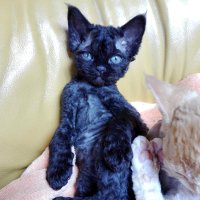 Red Hot Chili - Devon Rex kenel