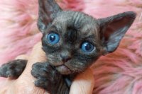 Red Hot Chili - Devon Rex kenel