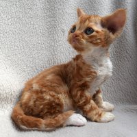 Red Hot Chili - Devon Rex kenel