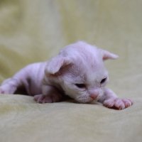 Red Hot Chili - Devon Rex kenel