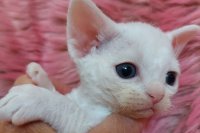 Red Hot Chili - Devon Rex kenel