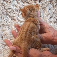 Red Hot Chili - Devon Rex kenel