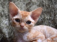 Red Hot Chili - Devon Rex kenel