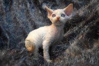 Red Hot Chili - Devon Rex kenel