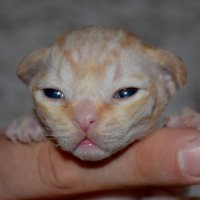 Red Hot Chili - Devon Rex kenel