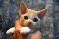 Red Hot Chili - Devon Rex kenel