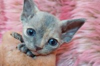 Red Hot Chili - Devon Rex kenel