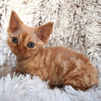 Red Hot Chili - Devon Rex kenel