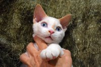 Red Hot Chili - Devon Rex kenel