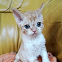 Red Hot Chili - Devon Rex kenel