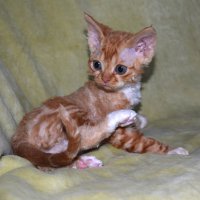 Red Hot Chili - Devon Rex kenel