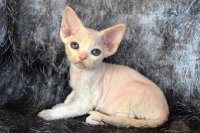 Red Hot Chili - Devon Rex kenel