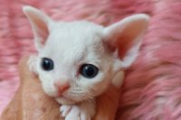 Red Hot Chili - Devon Rex kenel