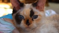 Red Hot Chili - Devon Rex kenel