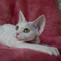 Red Hot Chili - Devon Rex kenel