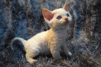 Red Hot Chili - Devon Rex kenel