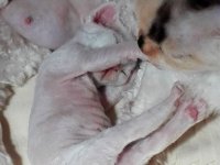 Red Hot Chili - Devon Rex kenel