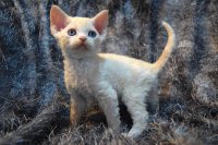 Red Hot Chili - Devon Rex kenel