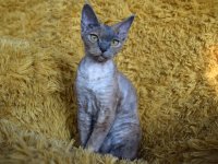 Red Hot Chili - Devon Rex kenel