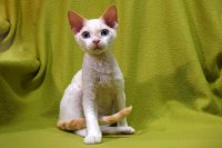 Red Hot Chili - Devon Rex kenel