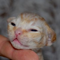 Red Hot Chili - Devon Rex kenel